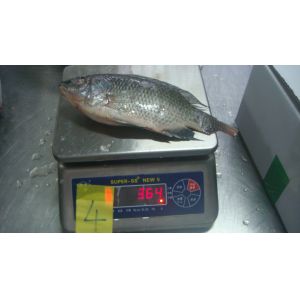 Frozen Tilapia Whole Round Size 300-500