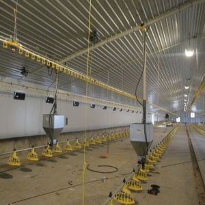 H Beam Steel Structure Poultry House with Bolts Connection