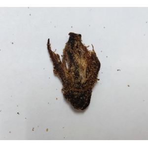 Black Pepper Flavor Vegan Mushroom Jerky Leisure Popular Snacks