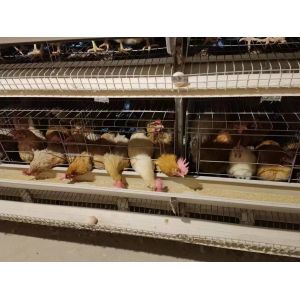 Poultry Farm Battery Chicken Cage Equipment 96 Birds / Set