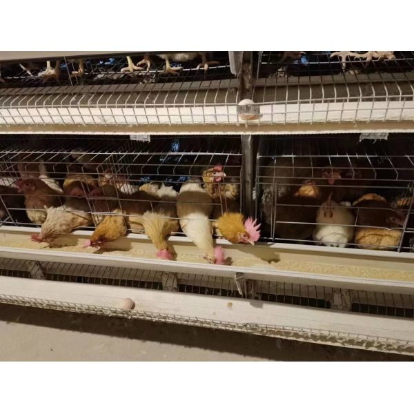 Buy Poultry Farm Battery Chicken Cage Equipment 96 Birds / Set at wholesale prices