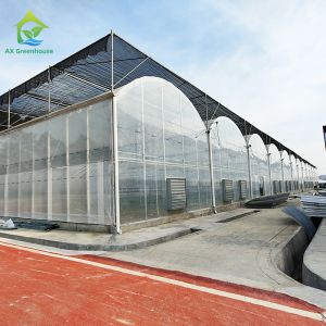Multi Span Plastic PE Film Agricultural Polytunnel Tomato Strawberry Greenhouse