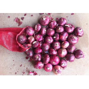 7cm Natural Fresh Onion