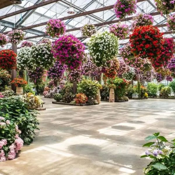 Agricultural Polycarbonate Venlo - type Greenhouse for Pansy Planting