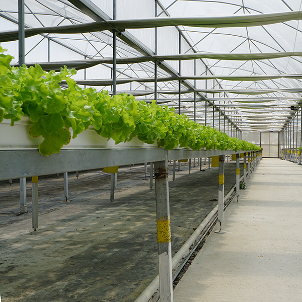 IGreen Tunnel Strawberry Greenhouses PE Greenhouse for Vegetable and Flower