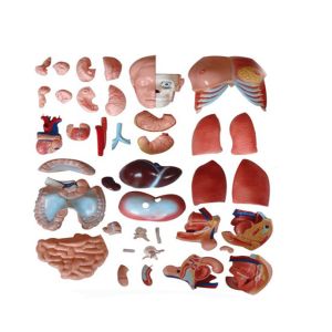 85cm Medical Anatomy Unisex Human Torso Model With 40 Parts For Medical