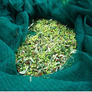 hdpe material Olive Catching net