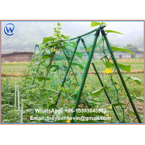 Hot Selling Hdpe With Uv 15x15cm Mesh Green Plant Support Net Plant Climbing Net