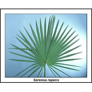 Quality Natural Light Yellow Fine Powder Serenoa Serrulata Extract , fatty Acid for sale