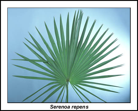 Natural Light Yellow Fine Powder Serenoa Serrulata Extract , fatty Acid