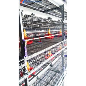 Chicken Raising Equipment Galvanized Steel H Type Poultry Cage Equipment For