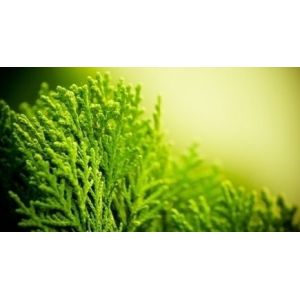 High quality fucoxanthin powder seaweed kelp extract,Natural Bladderwrack