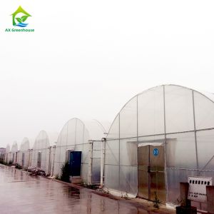 Quality 10-100m Length Broccoli Polytunnel Foil Greenhouse With Metal Frame for sale
