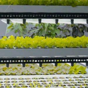 Customization JX-CG-125 Vertical Farming Container Greenhouse with Hydroponic