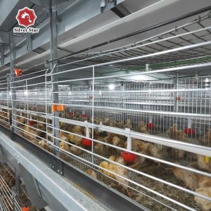 Quality Q235A Baby Broilers Chicken Cage 100*100*220cm Fully Automatic for sale