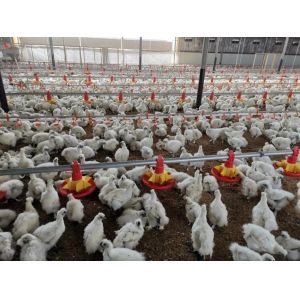 Chicken Poultry Farm Equipment for Broiler House in Philippines with Steel