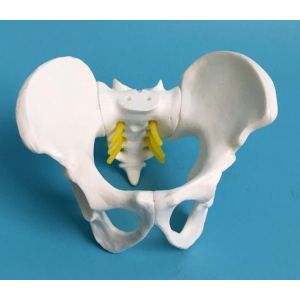 Plastic Mini 13x9x9cm Female Pelvis Model For Medical Teaching