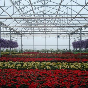 High Straight Wall Wind Resistant Multispan Greenhouse With Gutter