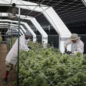 Experience Optimal Growth with 5M Greenhouse Light Deprivation and Automated