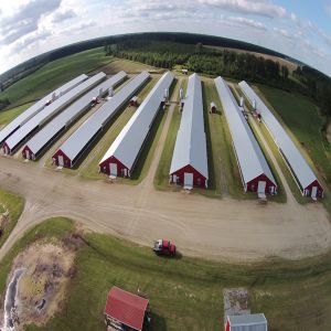 Galvanized Steel Poultry House with Gable Roof and Bolts Connection