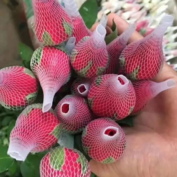 Buy LDPE Sleeve Plastic Protective Net for Rosebud 10mm to 200mm Width Moulding Service at wholesale prices