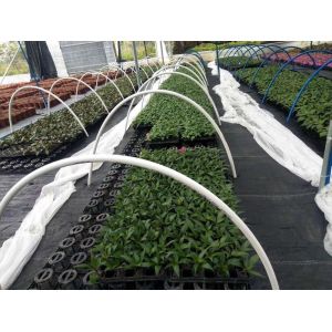 1.5inch Hole Germination Plastic Planting Trays Anti Aging 72 Cell Propagation