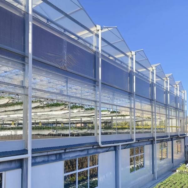a Type Roof Glass Greenhouse with Good Light Transmission