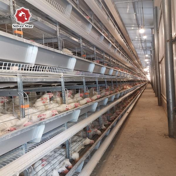 Buy Poultry Chicken Farm Used Layer Chicken Cage 9 Layers / Cell at wholesale prices