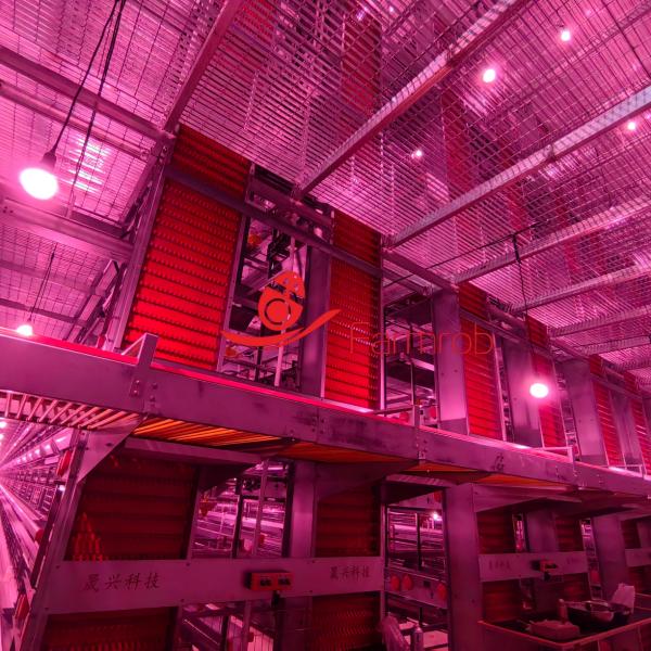 Buy Auger Filling Device Layer Chicken Cage System Low Feed Waste at wholesale prices