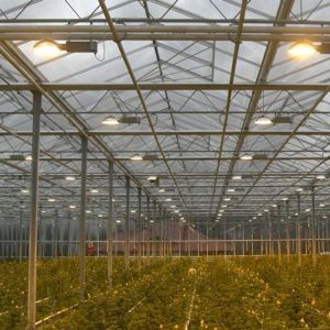 Multispan Polycarbonate Tunnel Greenhouse For Vegetables Growing