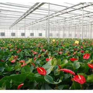 Arched Roof Construction Double-Arch Greenhouse for Tomato and Pepper in US