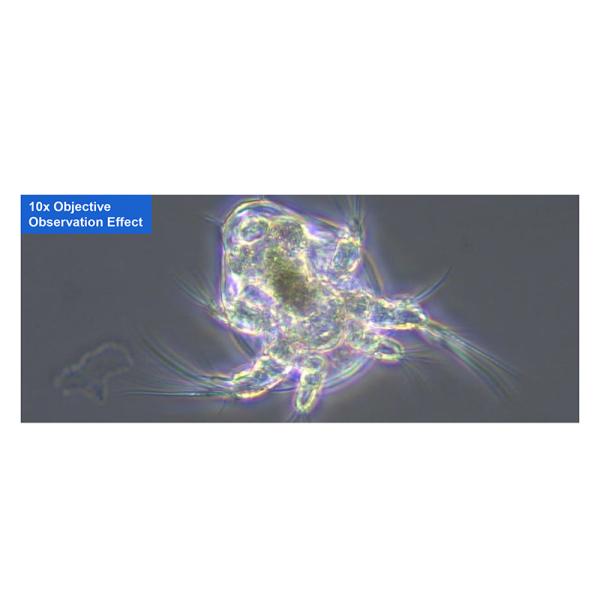 Binocular Wide Field Fluorescence Microscopy A16.2614 40X - 1600X Magnification
