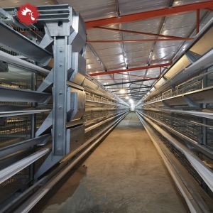 Poultry Farm House Features Hot Galvanized Battery Cages Specifically Designed