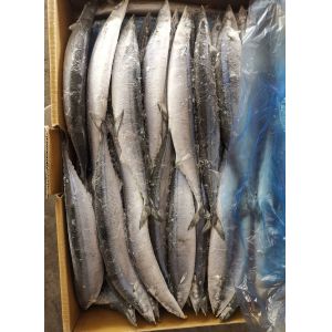 1# BQF Seafrozen Pacific Saury Fish With Bulk Packaging