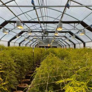 Automatic 100% Blackout Medical Growing Single Span Light Deprivation Greenhouse