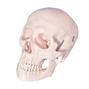 Studying PVC 21cm 1kg Human Skull Anatomy Model