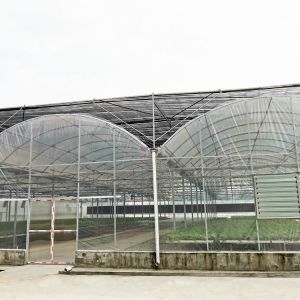 Poly Film Multi Span Greenhouse with Rolling Benches Seeding Nursery Ventilation