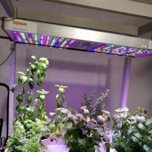 Vertical Farming Hydroponics Greenhouse in 40HQ Reefer Container with Steel
