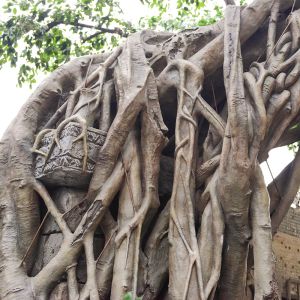 3m Artificial Landscape Trees Large Ficus Simulating Century Old Trees With Old