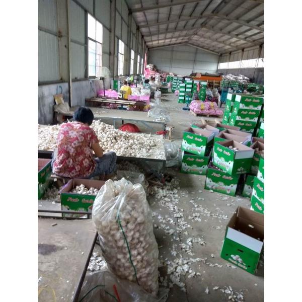 Buy China fresh garlic export to South American by Pioneer garlic group at wholesale prices