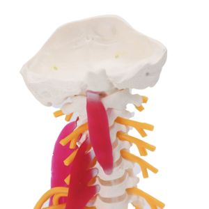 Nerves Lumbar Cervical Vertebra Model For Study Display Teaching