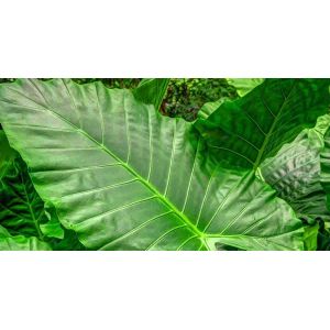 High Simulation Natural Elephant's Ear Plant With Beautiful Pots