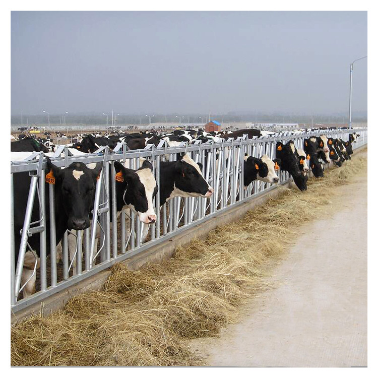 Customized Hot Galvanized Cow Head Lock Farm Feeding Equipment