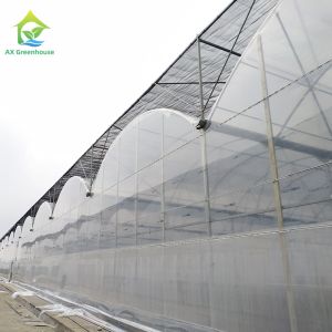 Multi Span Plastic PE Film Agricultural Polytunnel Tomato Strawberry Greenhouse