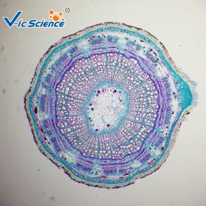 Medical Doctors 25pcs Biological Microscope Slides