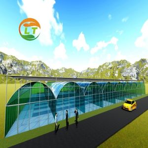 Commercial Greenhouse Hydroponic Planting System for Industrial Needs