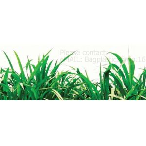 household compostable bio degradable plastic garbage bag, 100% Compostable