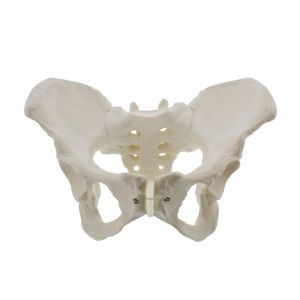 Medical Anatomy Teaching Pvc 35x20x16cm Male Pelvis Model