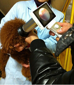 Portable Handheld Wifi Digital Ophthalmoscope For Eye Fundus