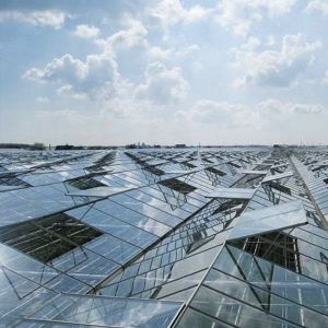 Glass Greenhouse with Hydroponics Growing Customized Request Roofing Shape A